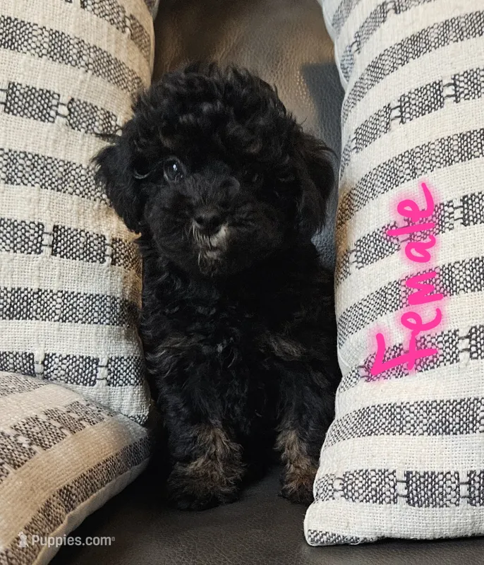 Daisy – Maltipoo puppy for sale in Denton, TX