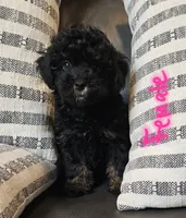 Daisy, a female Maltipoo for sale in Denton, TX – 1 of 1