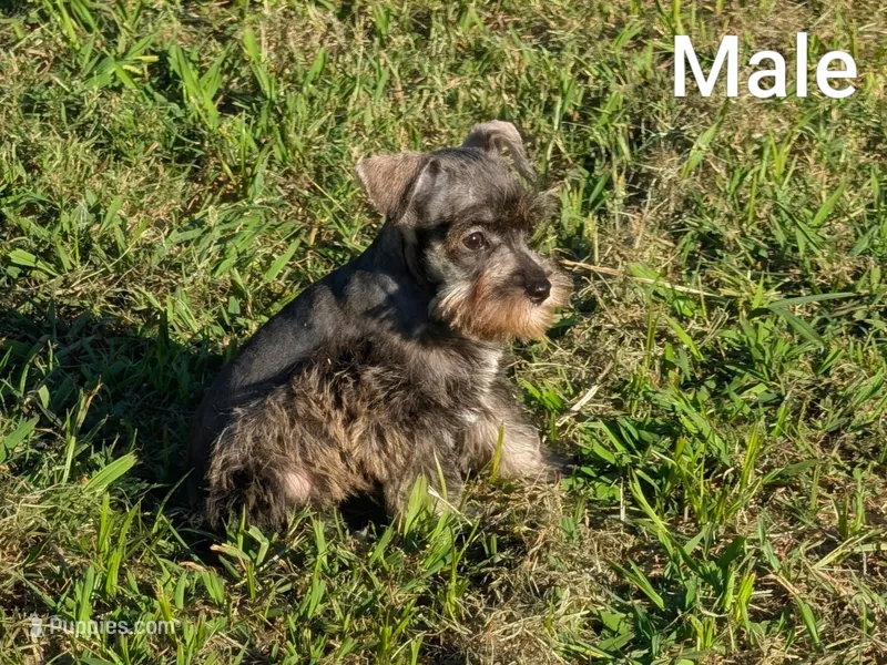 Duke – Miniature Schnauzer puppy for sale in Denton, TX