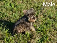 Duke, a male Miniature Schnauzer for sale in Denton, TX – 1 of 1