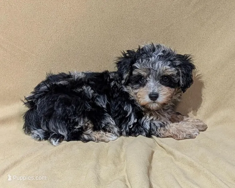 Cade – Aussiedoodle puppy for sale in Denton, TX