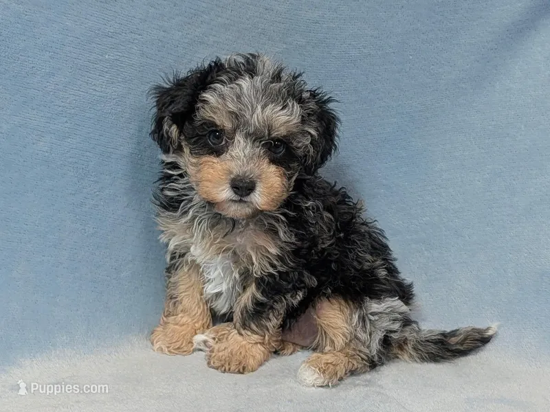 Cade – Aussiedoodle puppy for sale in Denton, TX
