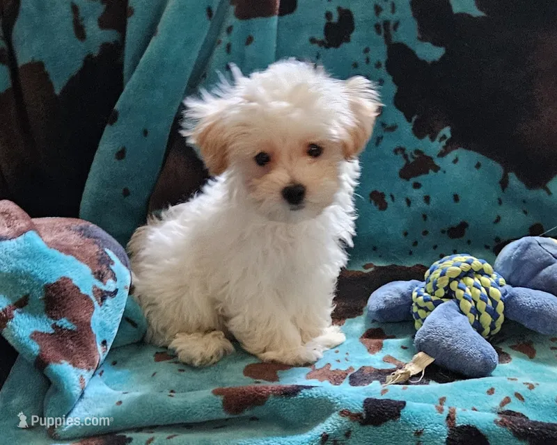 Gary – Maltipoo puppy for sale in Denton, TX
