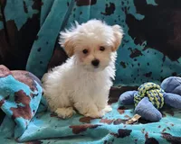 Gary, a male Maltipoo for sale in Denton, TX – 1 of 1