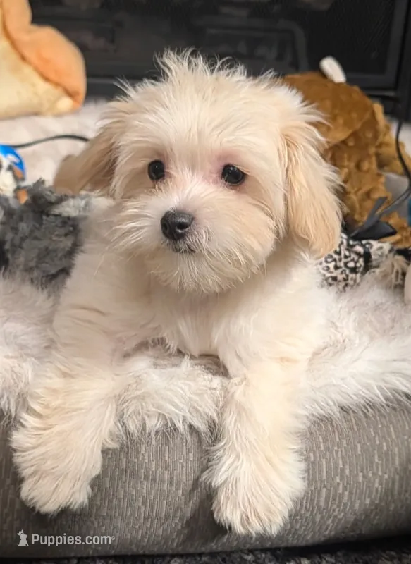 Julie – Maltipoo puppy for sale in Denton, TX