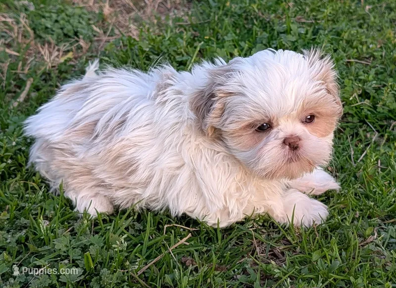 Faith – Shih Tzu puppy for sale in Denton, TX