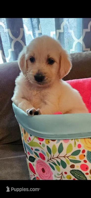 F1 Medium size Female – Goldendoodle puppy for sale in Denton, TX