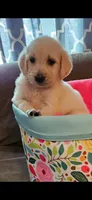 F1 Medium size Female, a female Goldendoodle for sale in Denton, TX – 1 of 1