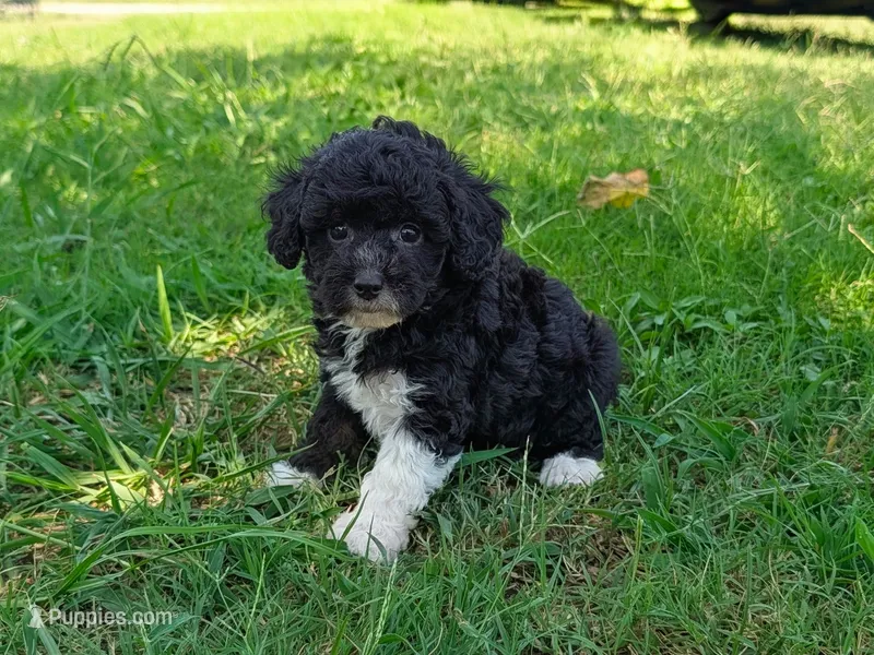 Jane – Maltipoo puppy for sale in Denton, TX