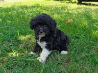 Jane, a female Maltipoo for sale in Denton, TX – 1 of 1