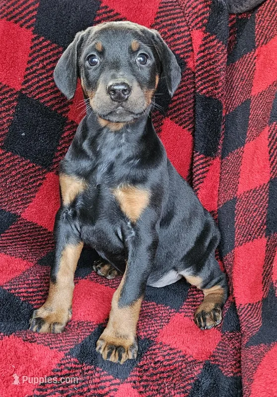 AKC Female  – Doberman Pinscher puppy for sale in Denton, TX