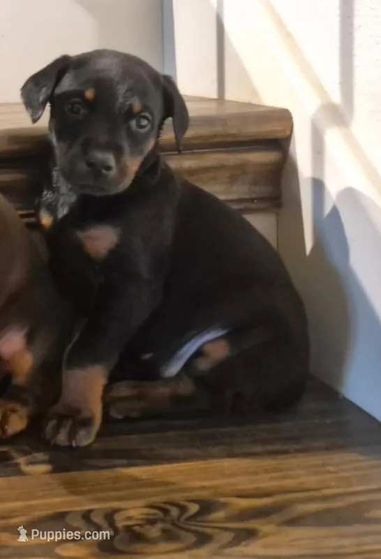 AKC Female  – Doberman Pinscher puppy for sale in Denton, TX