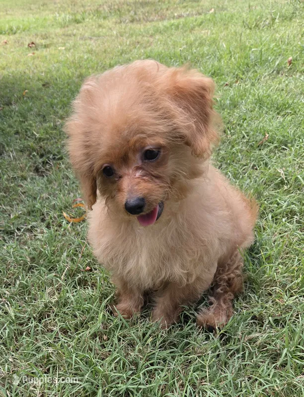 Lady – Maltipoo puppy for sale in Denton, TX