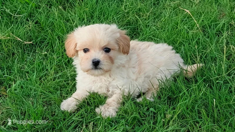 Buddy – Maltipoo puppy for sale in Denton, TX