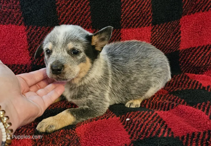 Chloe – Australian Cattle Dog puppy for sale in Denton, TX