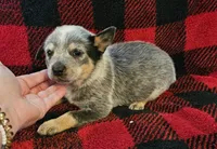 Chloe, a female Australian Cattle Dog for sale in Denton, TX – 1 of 1