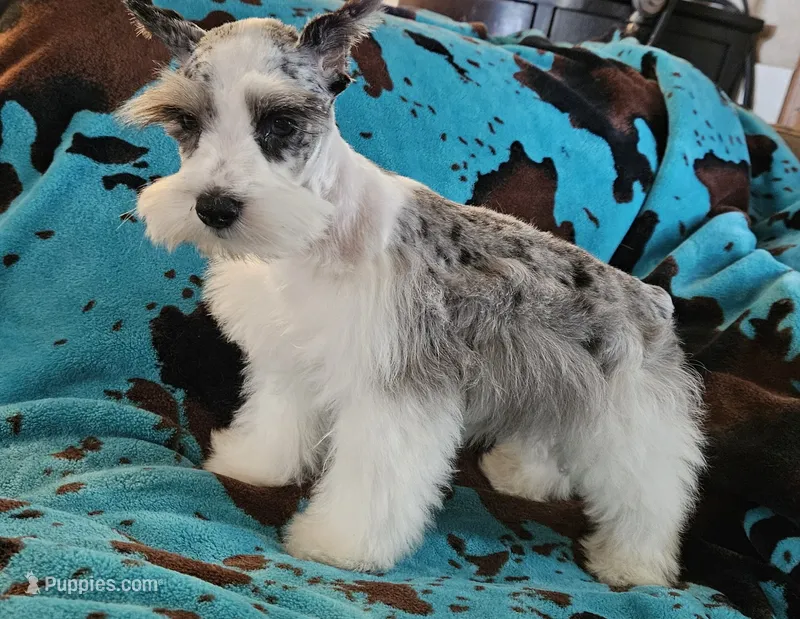 Chip – Miniature Schnauzer puppy for sale in Denton, TX