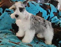 Chip, a male Miniature Schnauzer for sale in Denton, TX – 1 of 1