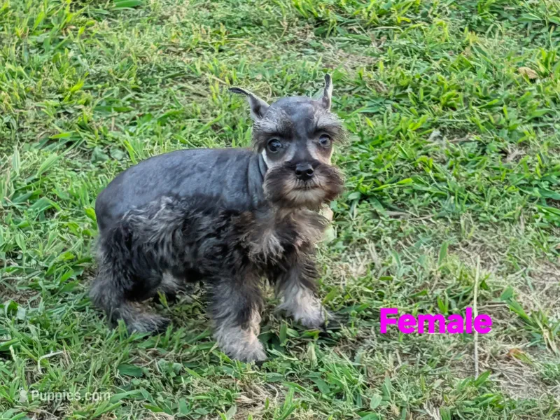 Harley  – Miniature Schnauzer puppy for sale in Denton, TX