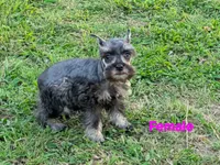 Harley , a female Miniature Schnauzer for sale in Denton, TX – 1 of 1