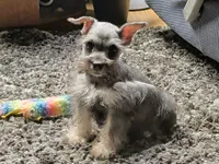 Daisy, a female Miniature Schnauzer for sale in Denton, TX – 1 of 1