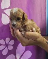Kate, a female Maltipoo for sale in Denton, TX – 1 of 1