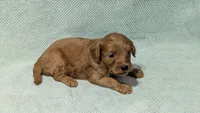 Roxy, a female Miniature Goldendoodle for sale in Denton, TX – 1 of 1
