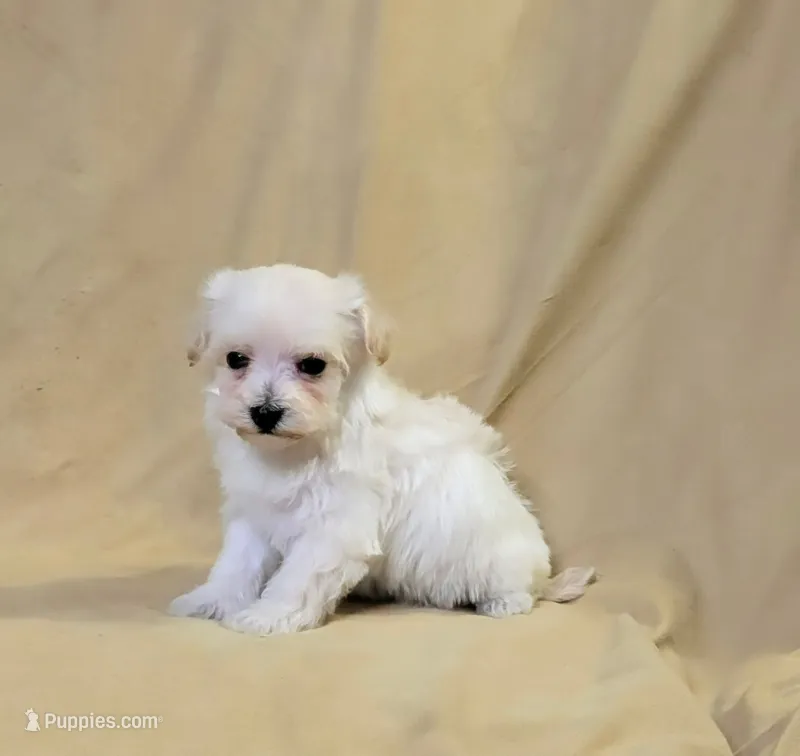 Molly – Maltipoo puppy for sale in Denton, TX
