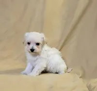 Molly, a female Maltipoo for sale in Denton, TX – 1 of 1