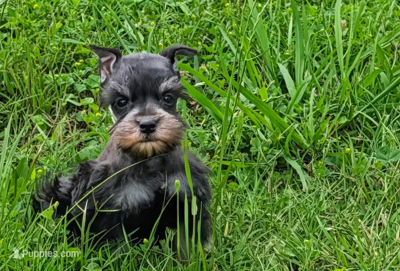 Toy Pixie – Miniature Schnauzer puppy for sale in Denton, TX