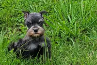 Toy Pixie, a female Miniature Schnauzer for sale in Denton, TX – 1 of 1