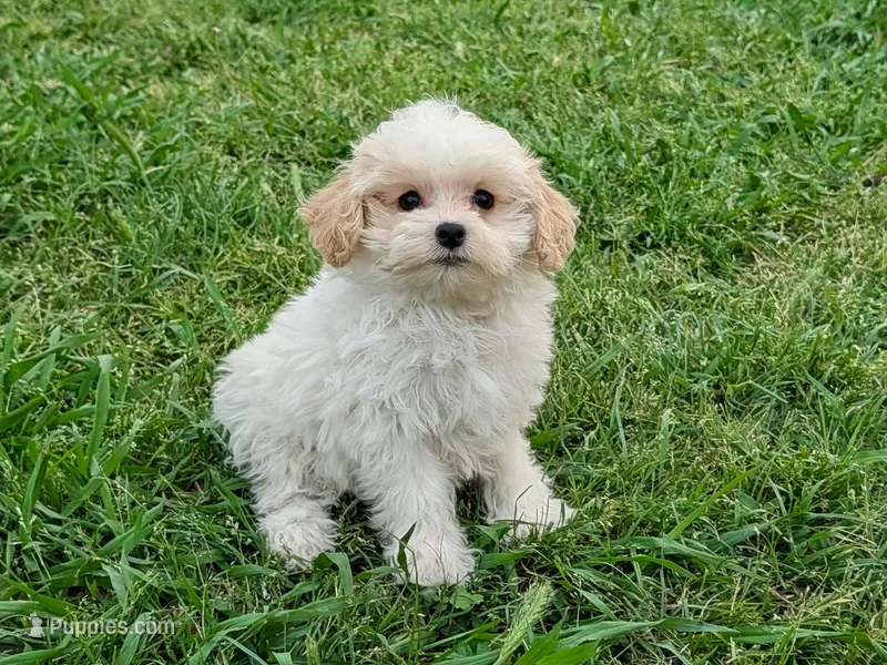 Hank – Maltipoo puppy for sale in Denton, TX