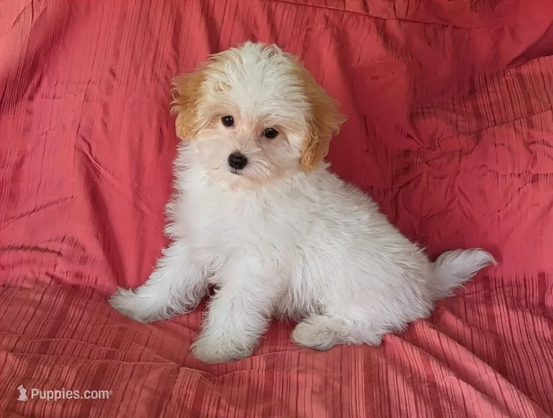 Hank – Maltipoo puppy for sale in Denton, TX
