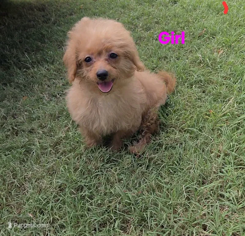 Lady – Maltipoo puppy for sale in Denton, TX