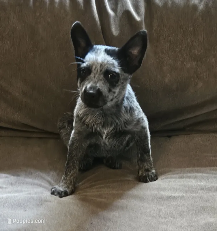 Stella – Australian Cattle Dog puppy for sale in Denton, TX