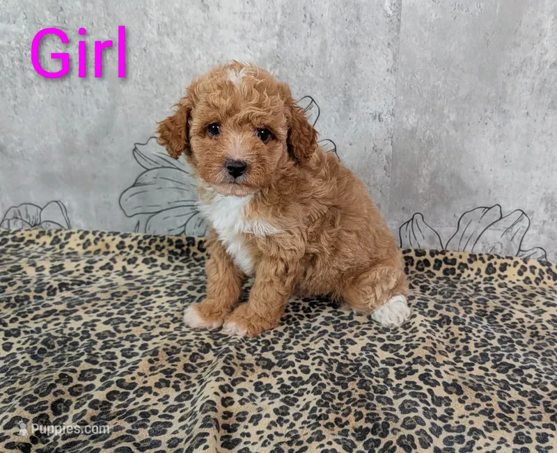 Nala – Maltipoo puppy for sale in Denton, TX