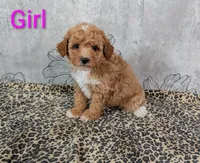 Nala, a female Maltipoo for sale in Denton, TX – 1 of 1
