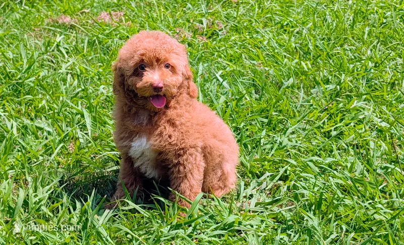 Mini Foxy  – Miniature Goldendoodle puppy for sale in Denton, TX