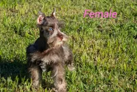 Foxy, a female Miniature Schnauzer for sale in Denton, TX – 1 of 1