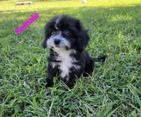 June, a female Maltipoo for sale in Denton, TX – 1 of 1