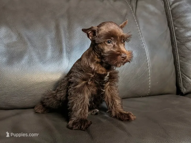 Foxy – Miniature Schnauzer puppy for sale in Denton, TX