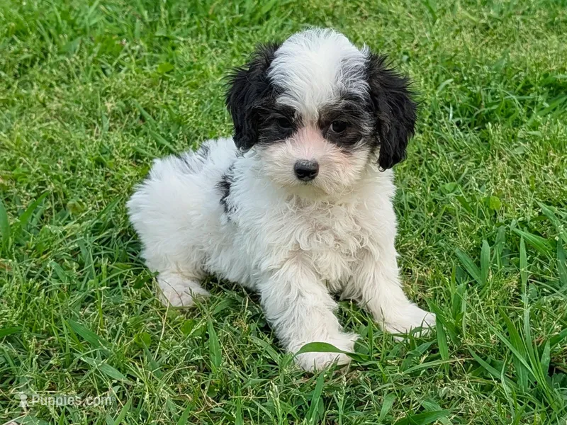 Buddy – Maltipoo puppy for sale in Denton, TX