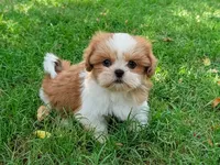 Matty, a male Shih Tzu for sale in Denton, TX – 1 of 1