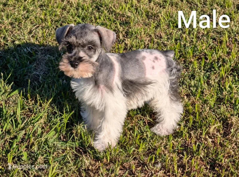 Jake – Miniature Schnauzer puppy for sale in Denton, TX