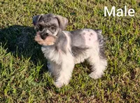 Jake, a male Miniature Schnauzer for sale in Denton, TX – 1 of 1