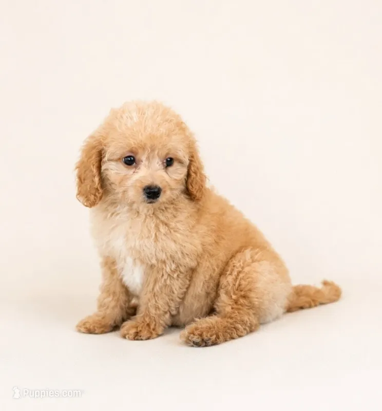 Mini Sadie – Miniature Goldendoodle puppy for sale in Denton, TX