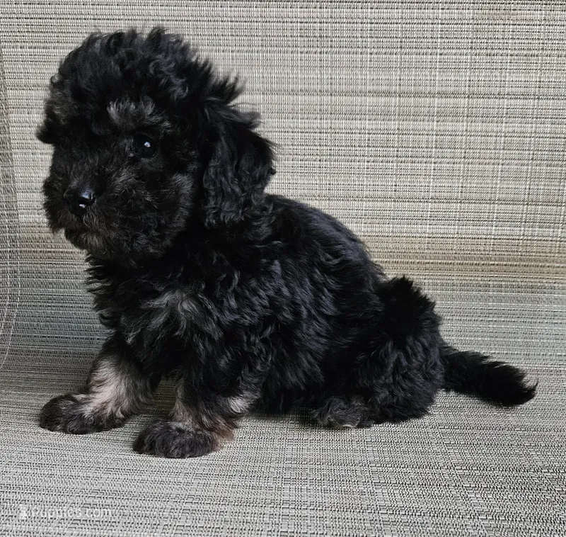 Hope – Maltipoo puppy for sale in Denton, TX