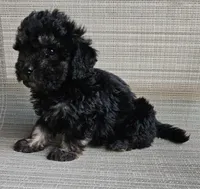 Hope, a female Maltipoo for sale in Denton, TX – 1 of 1