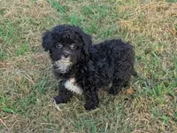Bailey, a female Maltipoo for sale in Denton, TX – 1 of 1