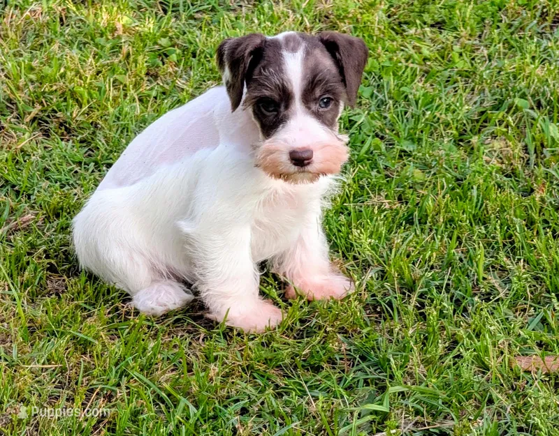 Poppy – Miniature Schnauzer puppy for sale in Denton, TX